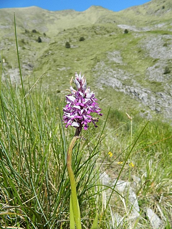 Orchis militaris